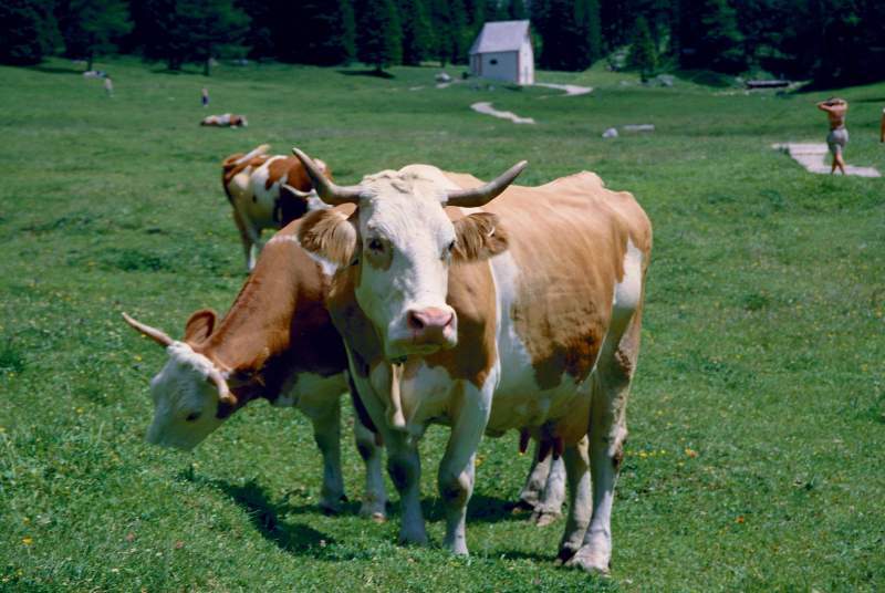 dolomiti-17