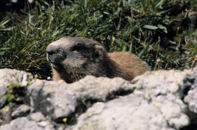 Marmotta in Val Gardena sulle Dolomiti
