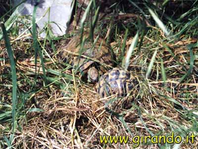 Carapax tartarughe
