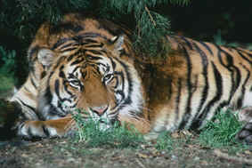 tigre.jpg (41109 bytes)