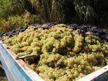 Vendemmia il Poggio