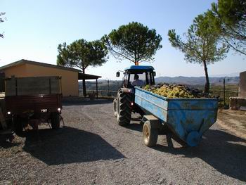 Vendemmia il Poggio