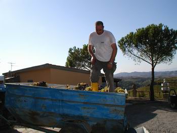 Vendemmia il Poggio