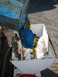 Vendemmia