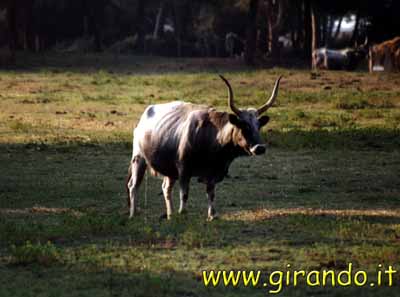 maremma-22