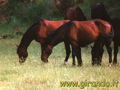 maremma-24