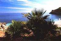 zingaro4_200.jpg (9858 byte)