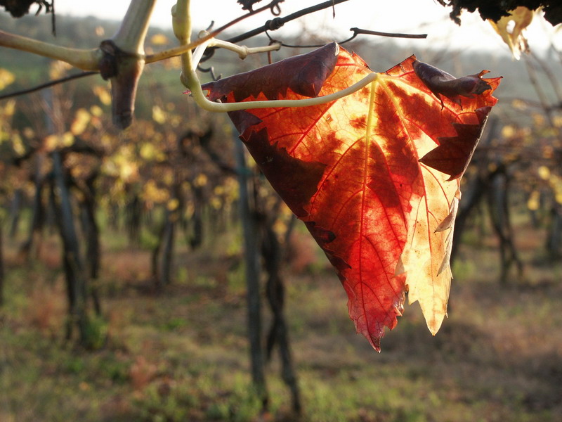 tuscany-23