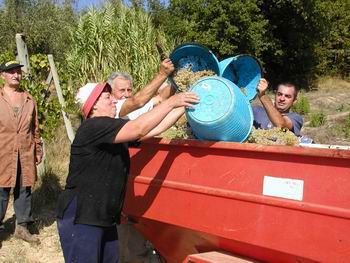 Foto dalla Vendemmia