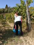 Vendemmia