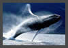 copyright seapics.com/Nolan